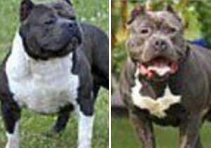 Devorado por dos perros