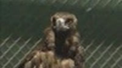 El mayor y más avanzado centro de recuperación de fauna salvaje se encuentra en Madrid