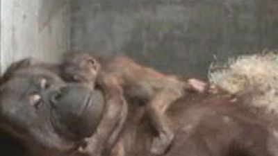 Nace en el Zoo Aquarium de Madrid la  primera cría de orangután