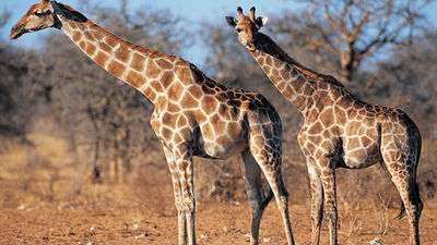 Zoo Aquarium de Madrid celebra el Día Mundial de la Jirafa