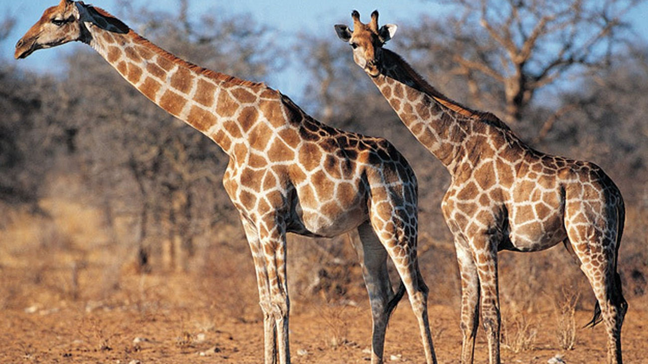 Jirafas en la Sabana de Camerún