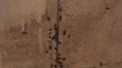 Orcasitas denuncia una  invasión de cucarachas