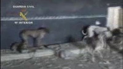 Seprona rescata 24 galgos de una finca de Parla