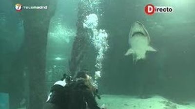 Nadando entre tiburones