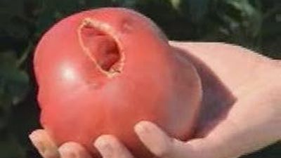 Un proyecto autonómico busca recuperar  el sabor "tradicional" del tomate madrileño