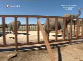 Helados para los animales del safari