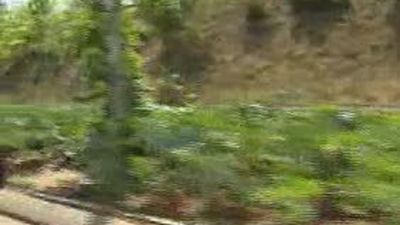 Los taxistas de Barajas cultivan un huerto