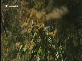 Una mariposa que vuela 4.500 km