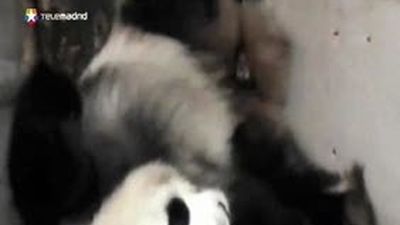 Nacen dos crías de oso panda en el Zoo de Madrid