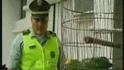 Un loro entrenado para avisar a los narcotraficantes de la presencia policial