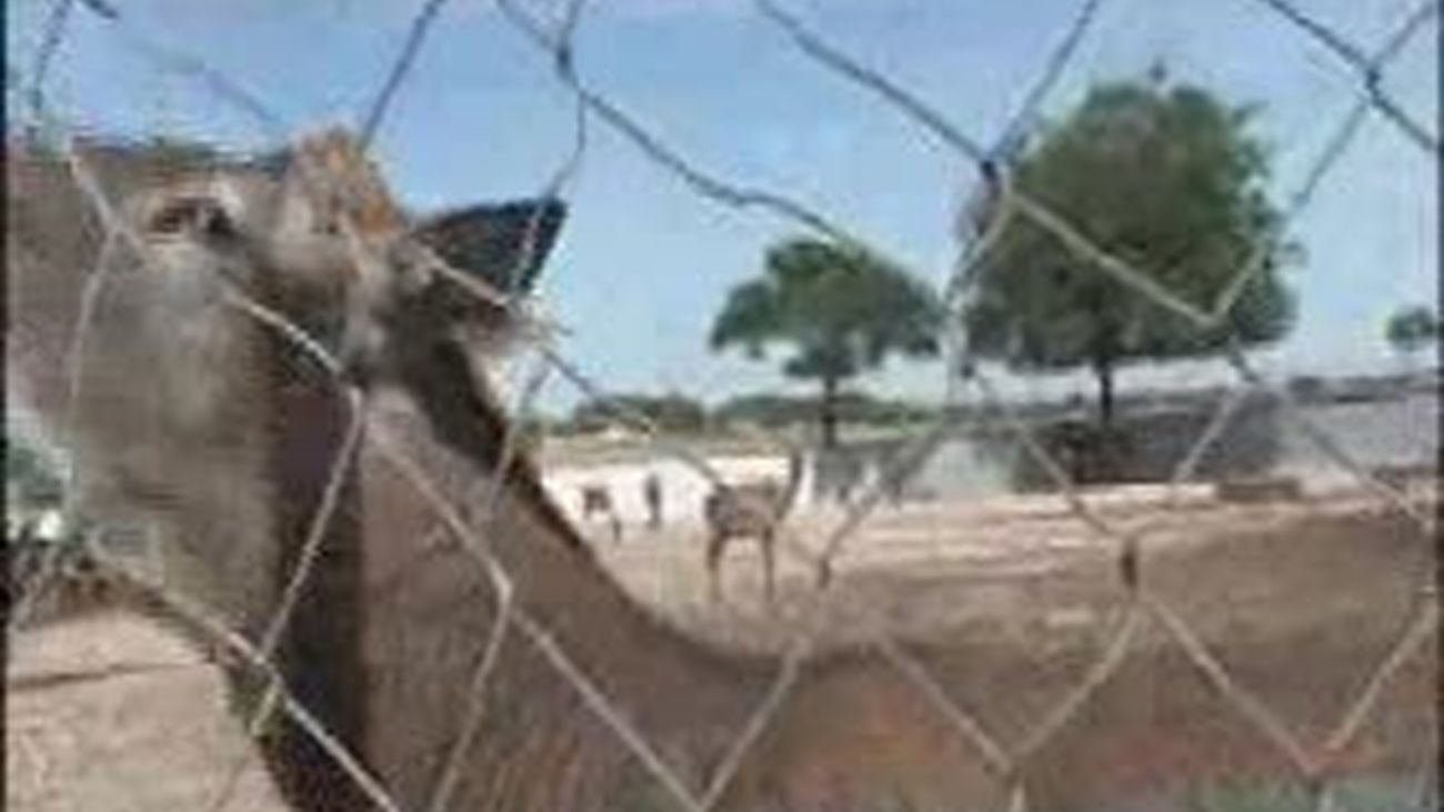 La berrea atrae a turistas y cientificos para estudiar el lenguaje de los ciervos