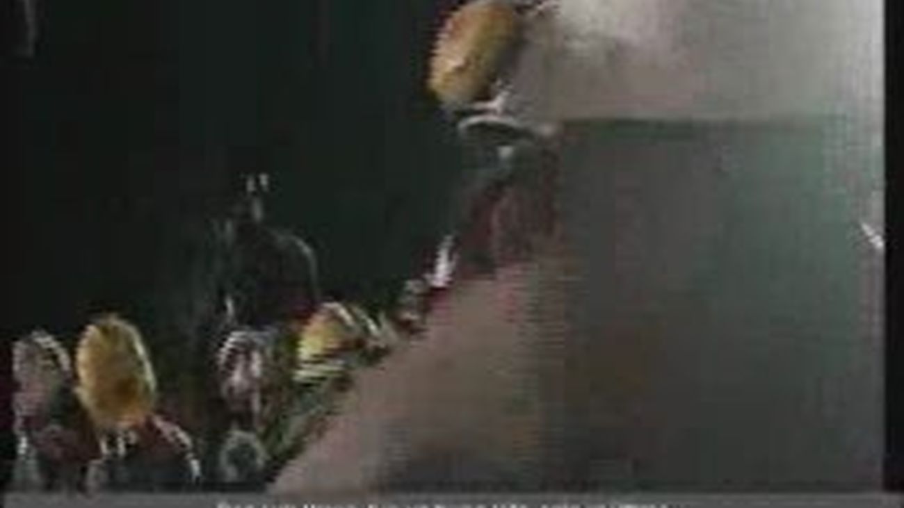 Celebración histórica en Chile tras el rescate de los 33 mineros