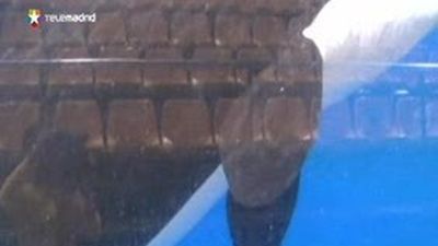 Así da a luz una orca