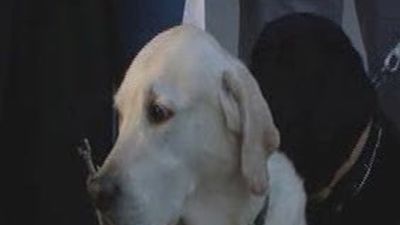 La Comunidad recuerda que los perros  guía tienen derecho a acceder a cualquier lugar público