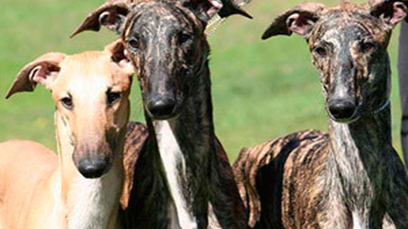 Los galgos