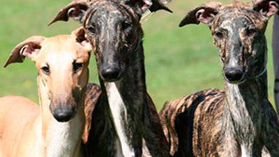 Los galgos