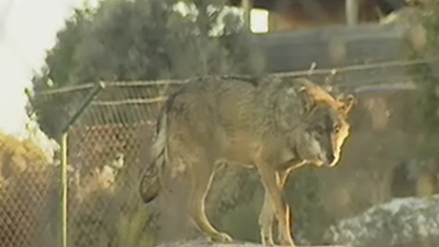 ¡Qué viene el lobo!