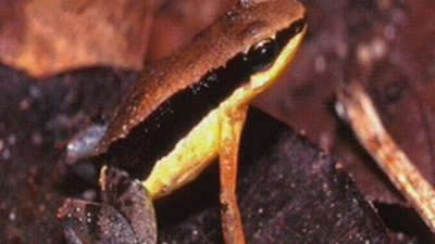 Una nueva especie cada tres días