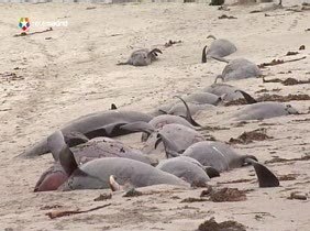 Muerte colectiva de ballenas