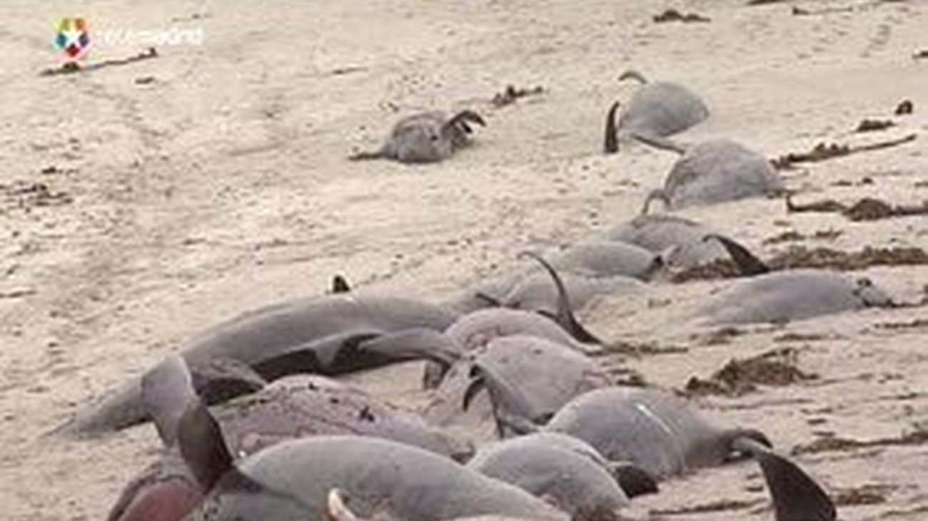 Muerte colectiva de ballenas
