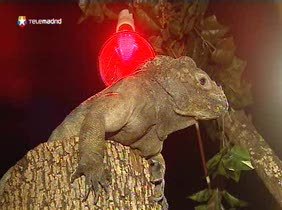 Los reptiles más exóticos en Faunia