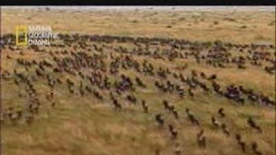 National Geographic y el Zoo Aquarium crean una Ruta  de las Grandes Migraciones por el parque madrileño