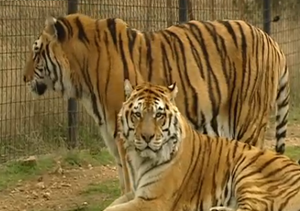 Así viven el invierno los animales tropicales del Safari Park