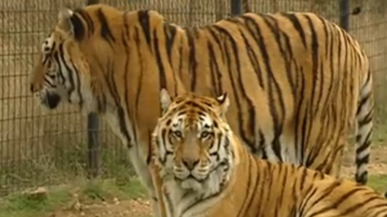 Así viven el invierno los animales tropicales del Safari Park