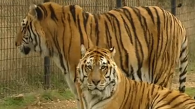 Ellos no pasan frío