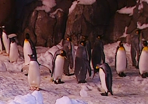 Los pingüinos de Faunia