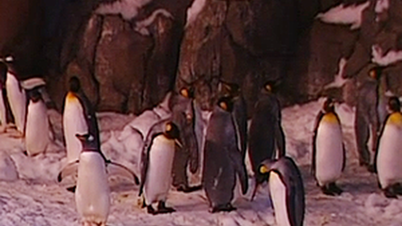 Los pingüinos de Faunia