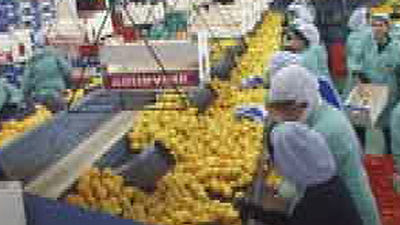 Fundación cree que la economía sumergida se ha estabilizado en un 20% del PIB