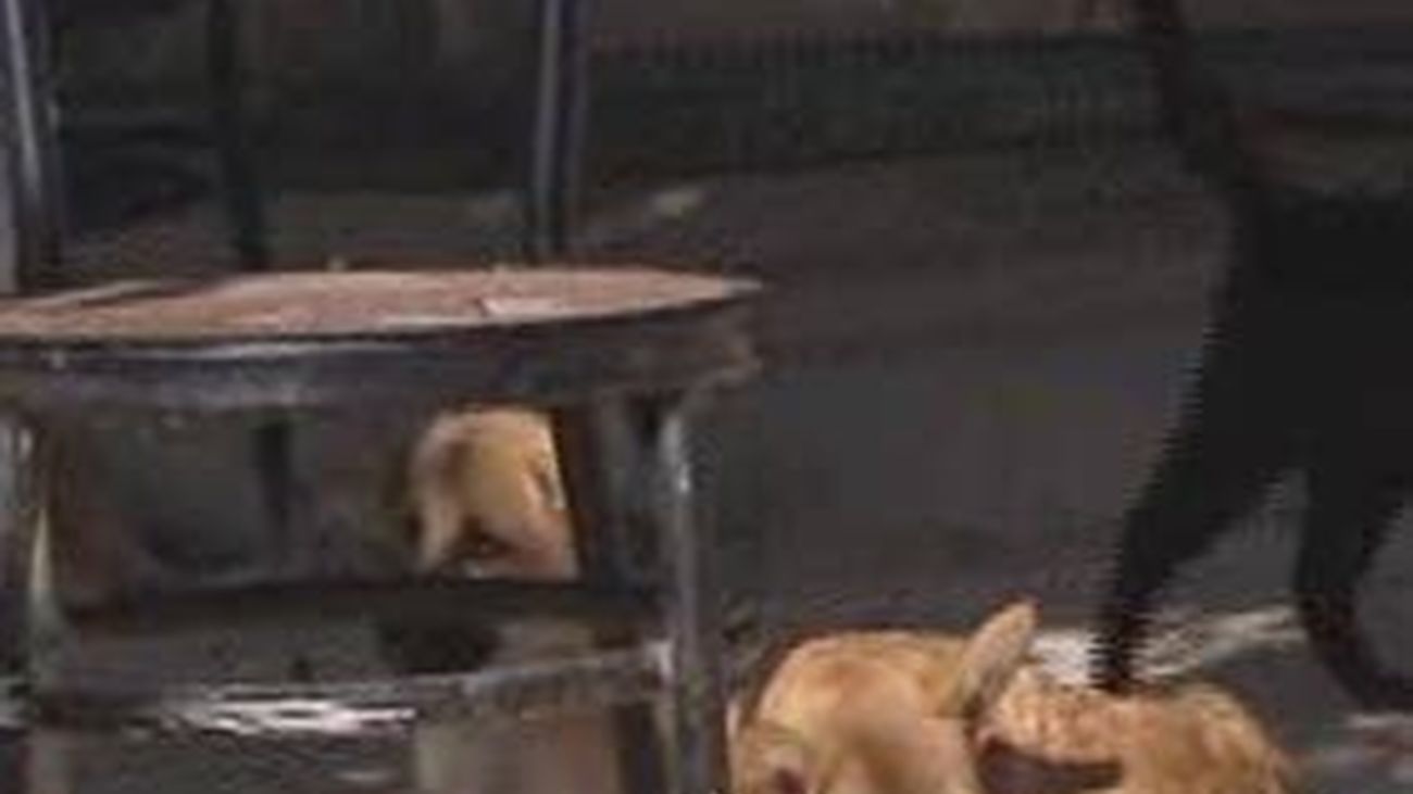 La Comunidad llama a la "responsabilidad" a la hora de regalar mascotas