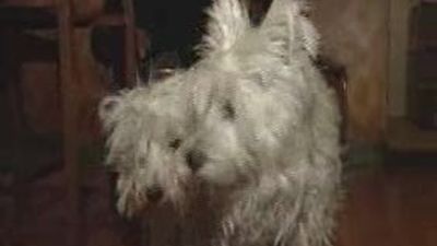 Vecinos de Malasaña (Madrid), alarmados por  la muerte de varios perros por presuntos envenenamientos