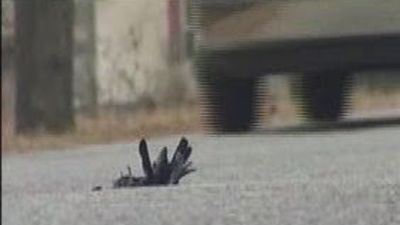Miles de pájaros se precipitan muertos al suelo en Arkansas por causas desconocidas
