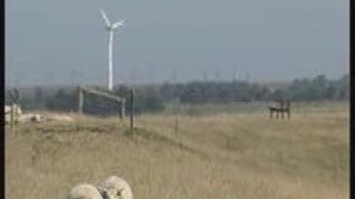Aumentan a 4.700 las granjas cerradas en Alemania por piensos contaminados con dioxinas