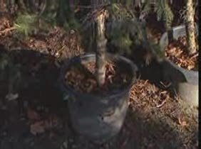 Arboles_201118V0.wmv