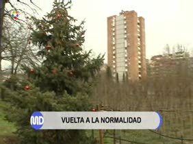 Campaña para recuperar los abetos de Navidad