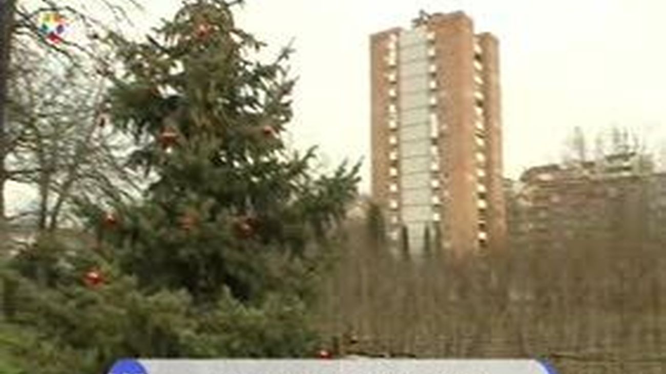 Campaña para recuperar los abetos de Navidad