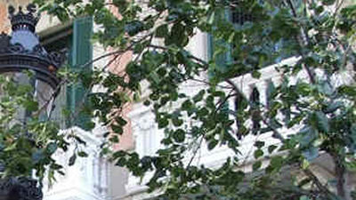 85 calles se verán afectadas por el plan de gestión del arbolado