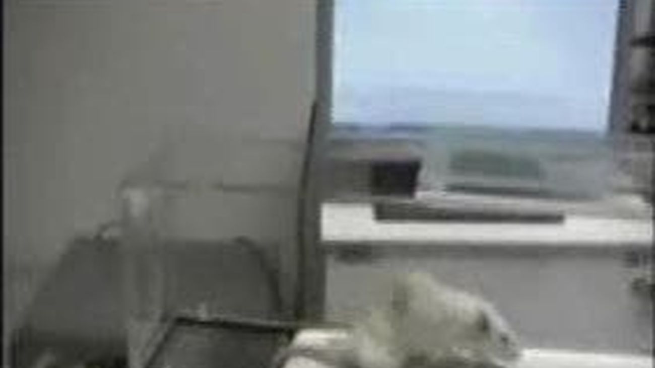 Investigadores del Puerta de Hierro logran  recuperar lesiones medulares en animales