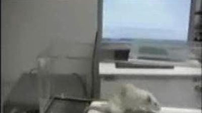 Investigadores del Puerta de Hierro logran  recuperar lesiones medulares en animales