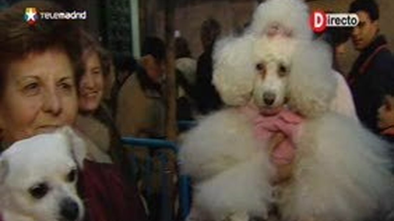 El día del patrón de los animales