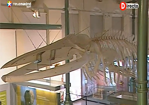 Un esqueleto de 2.500 kilos