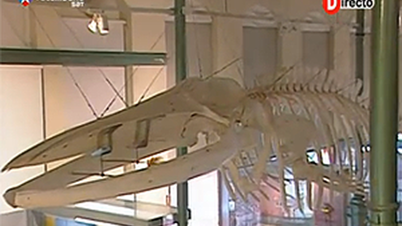 Un esqueleto de 2.500 kilos