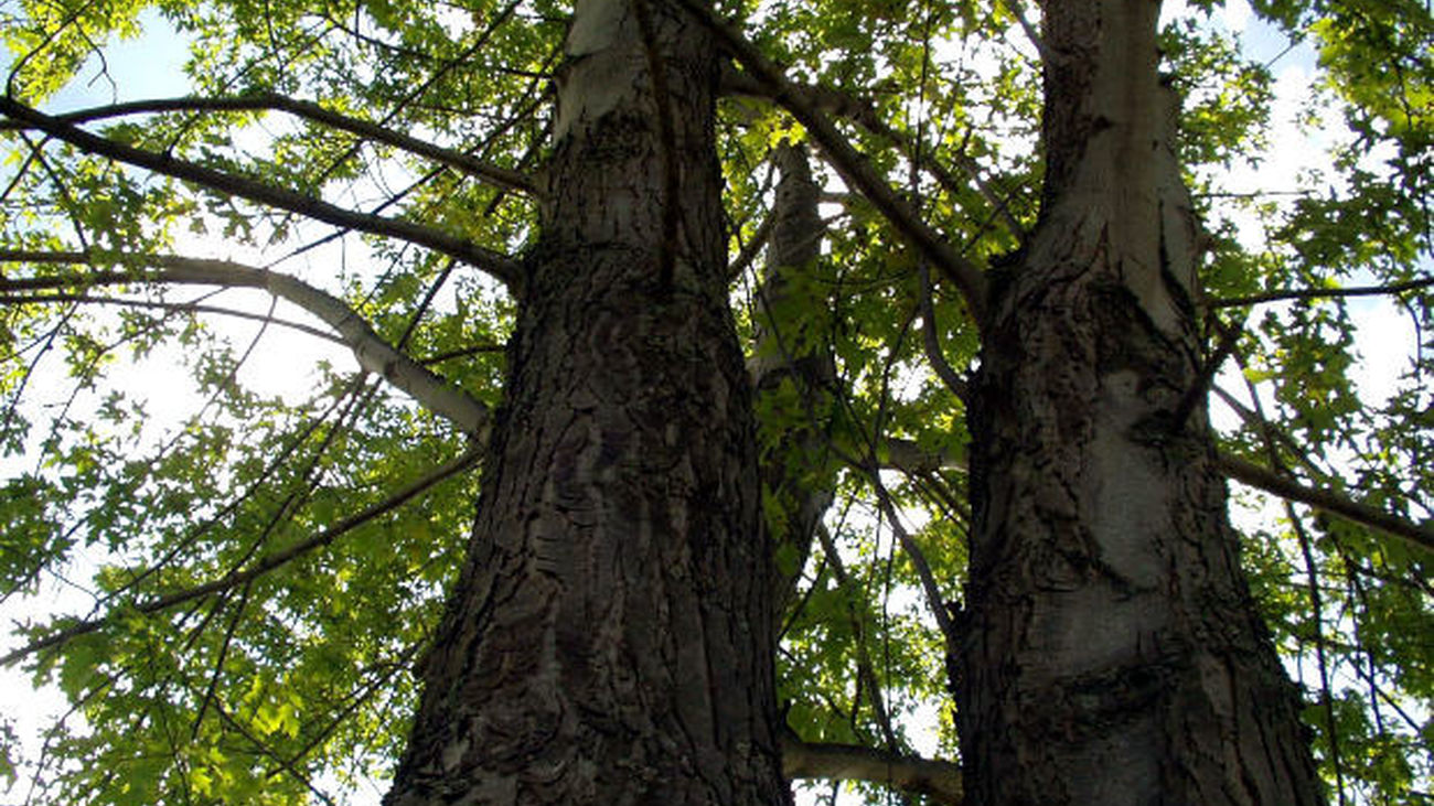 Los ángeles de los bosques