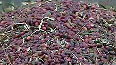 La recolección de la aceituna