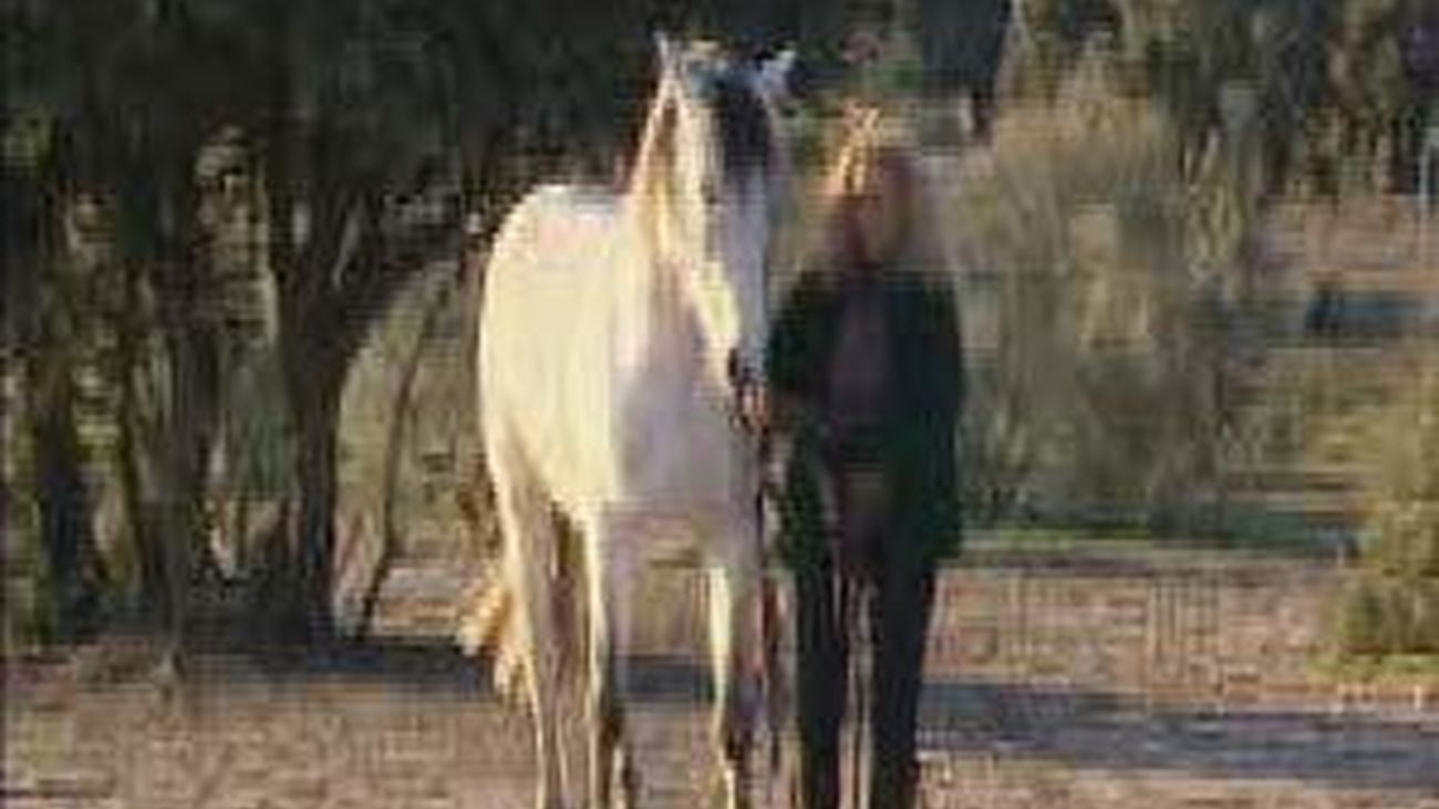 Caballos en libertad