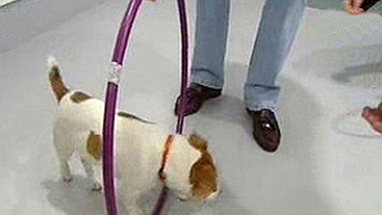 Las mascotas también van al diván