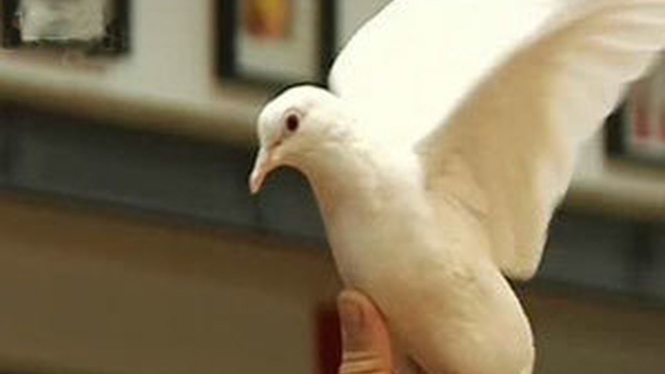 Festival Internacional de Magia